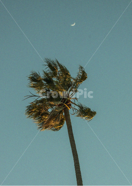 저녁하늘,야자수,캘리포니아,달,하늘,감성,식물,반달,california,moon,palmtree,sky,sunset,evening,야경,밤,풍경,nightscape,night,landscape