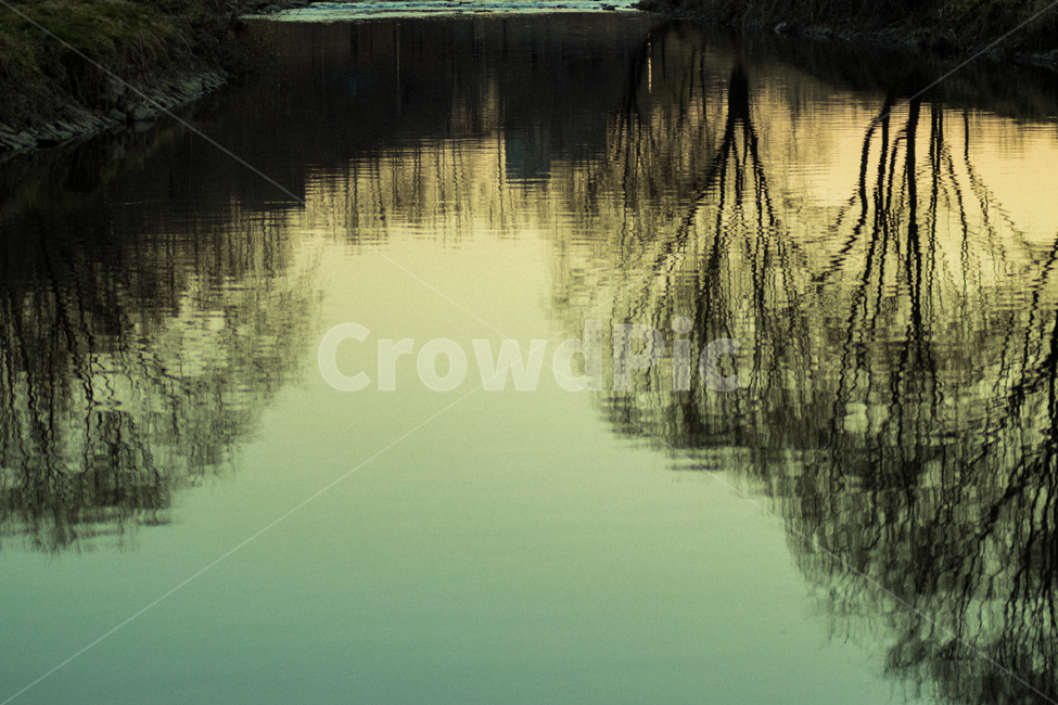 water,물,nature,나무,자연,tree,reflection