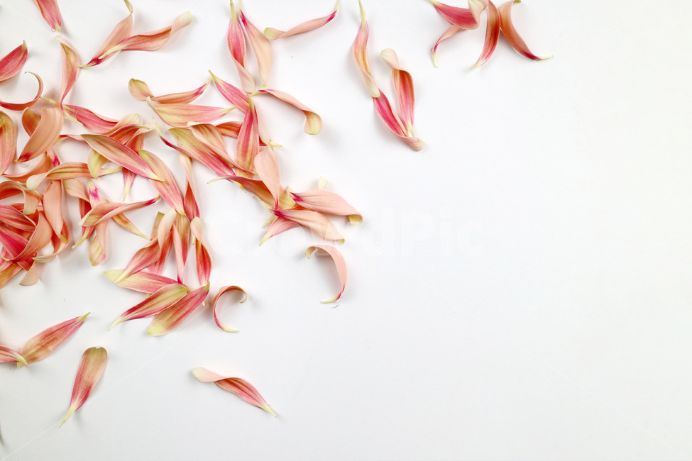 꽃잎,백그라운드,식물,자연,계절,봄,꽃,배경,배경이미지,내추럴,flower,nature,flora,background