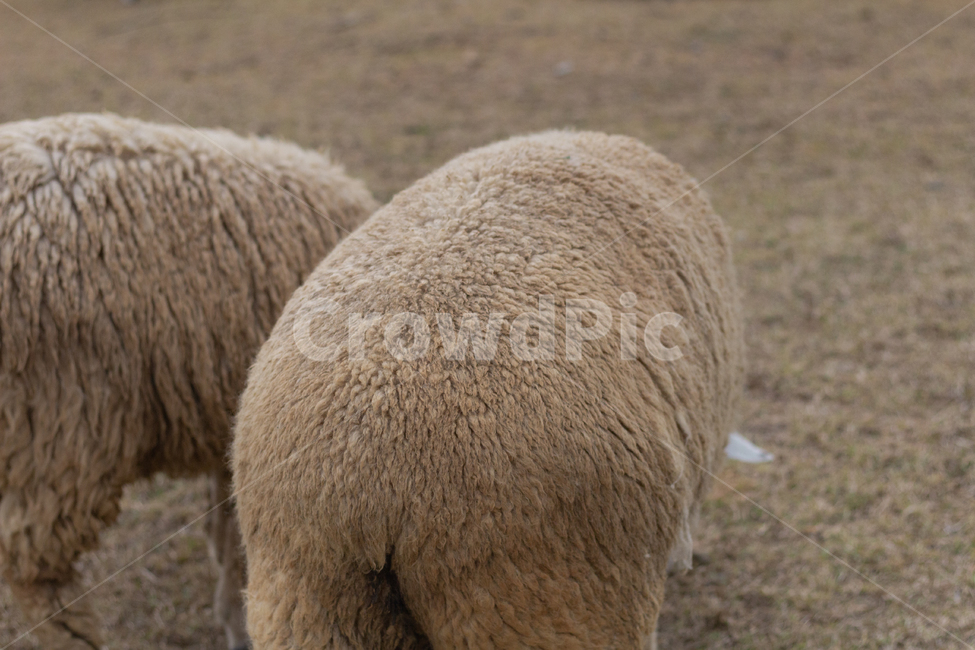 양,sheep,동물,자연,nature,동물,animal,포유류,mammal
