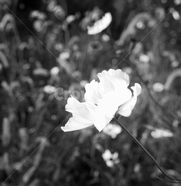 흑백,코스모스,꽃,blackandwhite,cosmos,flower,black,white,gray,식물,자연,plants,nature,꽃,flower,흑백,모노톤,monochrome,black and white