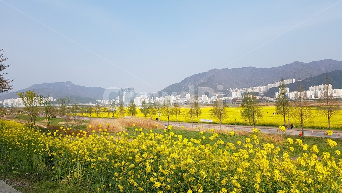 노란색,배경,풍경,꽃,들판