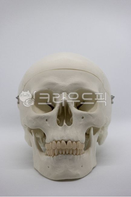 jaw,skull model,horror,chin,festival,bone,Halloween Day,holloweenparty,halloween festival,Skull,skull,Halloween,event,scared,fear