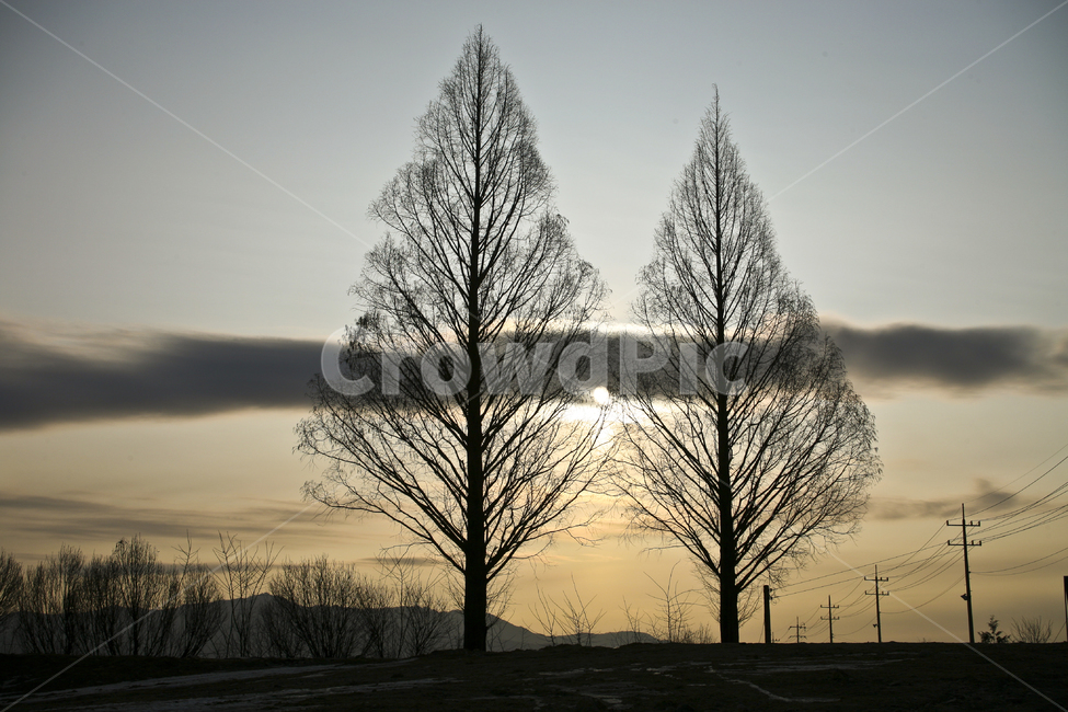 나무,자연tree,tree,태양,일출,구름,식물,자연,plants,nature,나무,trees,wood