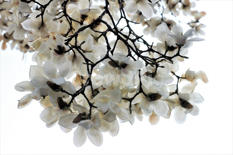 목련,봄,나무,식물,꽃다발,아름다움,봄,계절,spring,season,식물,자연,plants,nature,꽃,flower,누끼,remove background,plant,cherry blossom,벚꽃,blossom