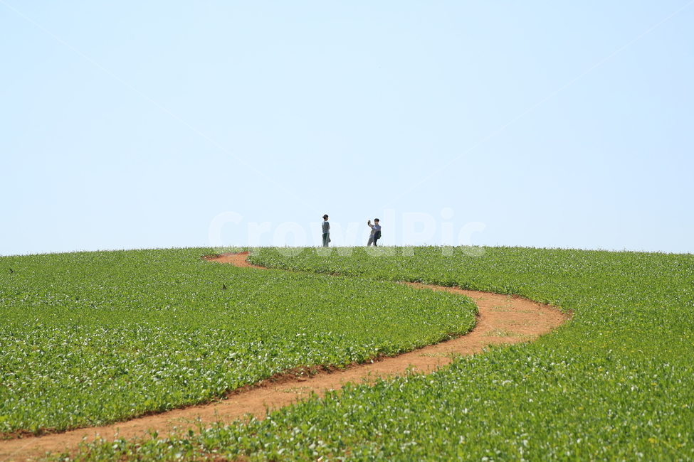 유채,봄,길,유채길,언덕길,자연,풍경,nature,landscape