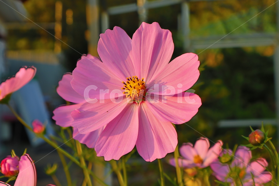 코스모스,꽃,식물,분홍꽃,flower,가을,계절,fall,autumn,season,식물,자연,plants,nature,꽃,flower,plant