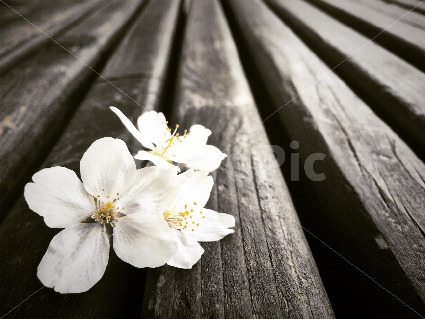 벤치,의자,꽃,꽃잎,벛꽃,식물,자연,plants,nature,꽃,flower