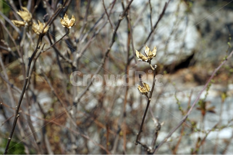 식물,봄,꽃눈,개화,자연,가지,황량,식물,자연,plants,nature,꽃,flower
