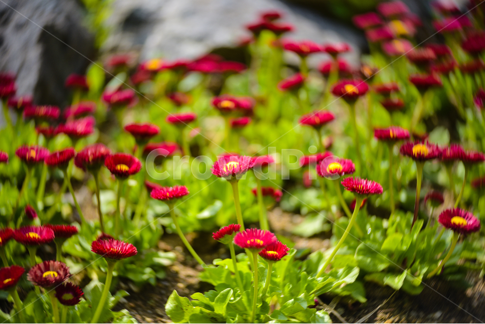 꽃,봄,flower,계절,spring,공원,예쁜,회오리보케,빨강색,식물,자연,plants,nature,꽃,flower