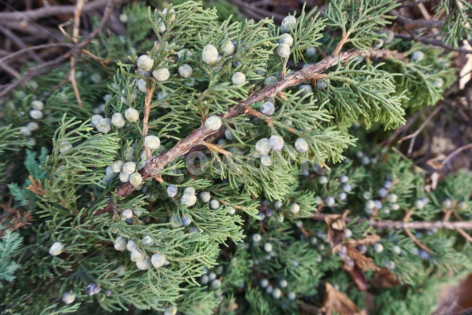 나무,열매,겨울,크리스마스,트리,식물,자연,plants,nature,과일,열매,fruit