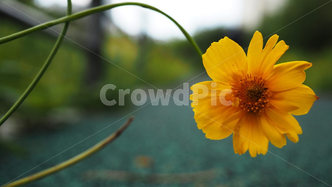 야생화,꽃,노란색,wildflower,flowers,yellow