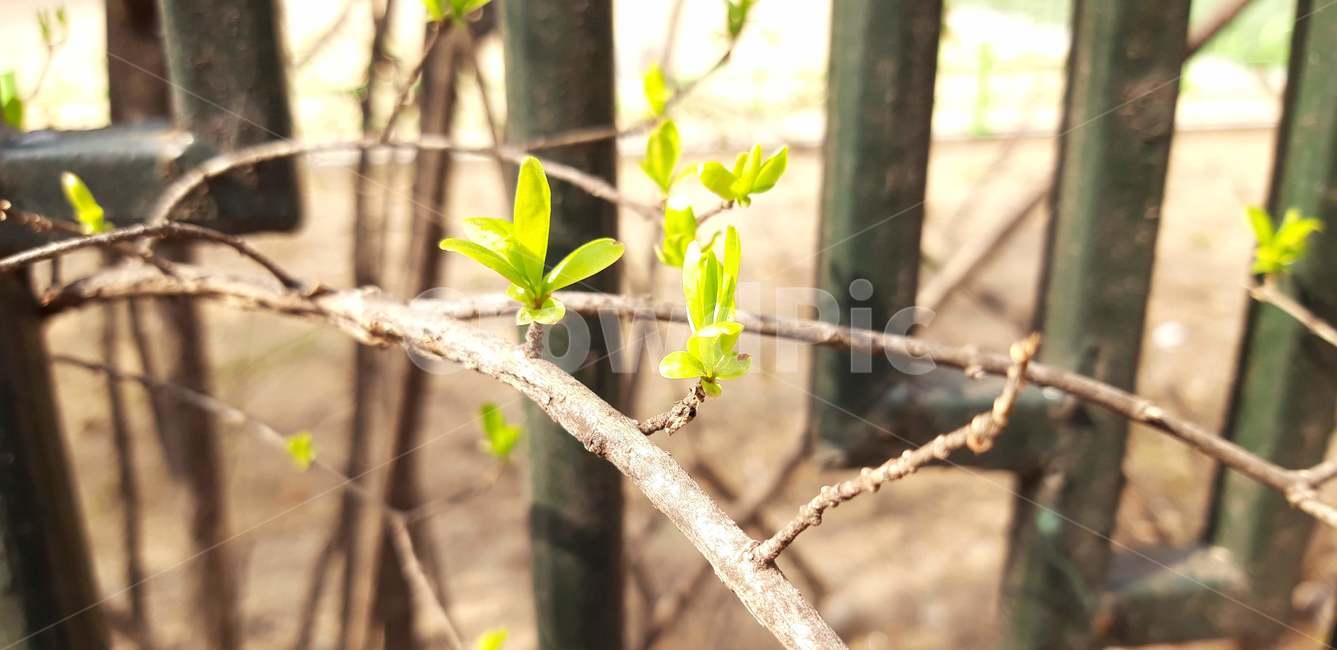 새싹,봄,꽃,나무,식물,초록색,plant
