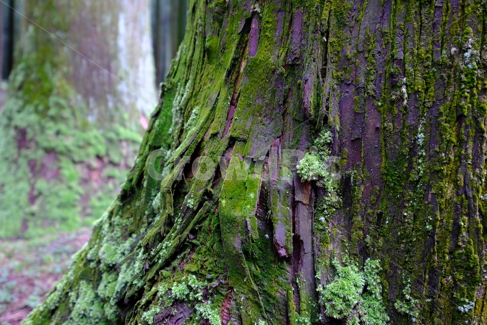 삼림욕,피톤치드,산책,이끼,나무,숲,자연,식물,자연,plants,nature,나무,trees,wood,건강,헬스웨어,헬스케어,healthware,health care,휴식,힐링,rest,relaxation,healing