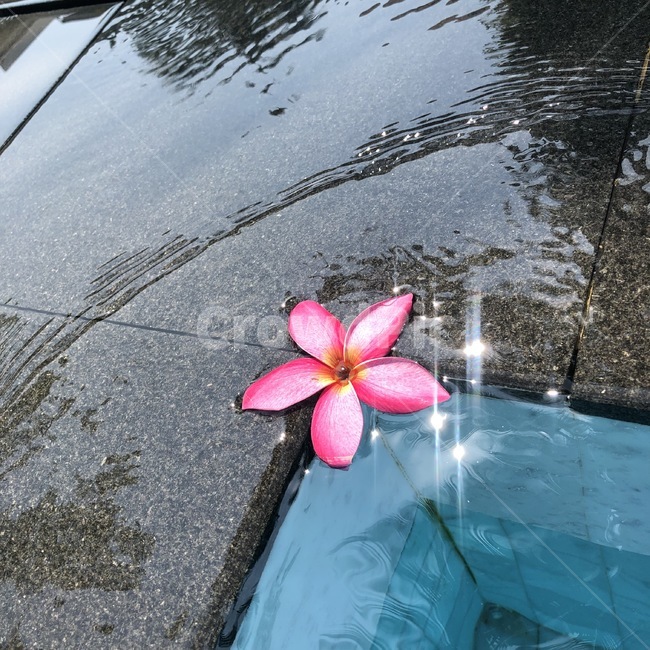 꽃잎,수영장꽃,반짝이는꽃,분홍색꽃,꽃한송이,분홍꽃,꽃,분홍색,물,휴양지꽃