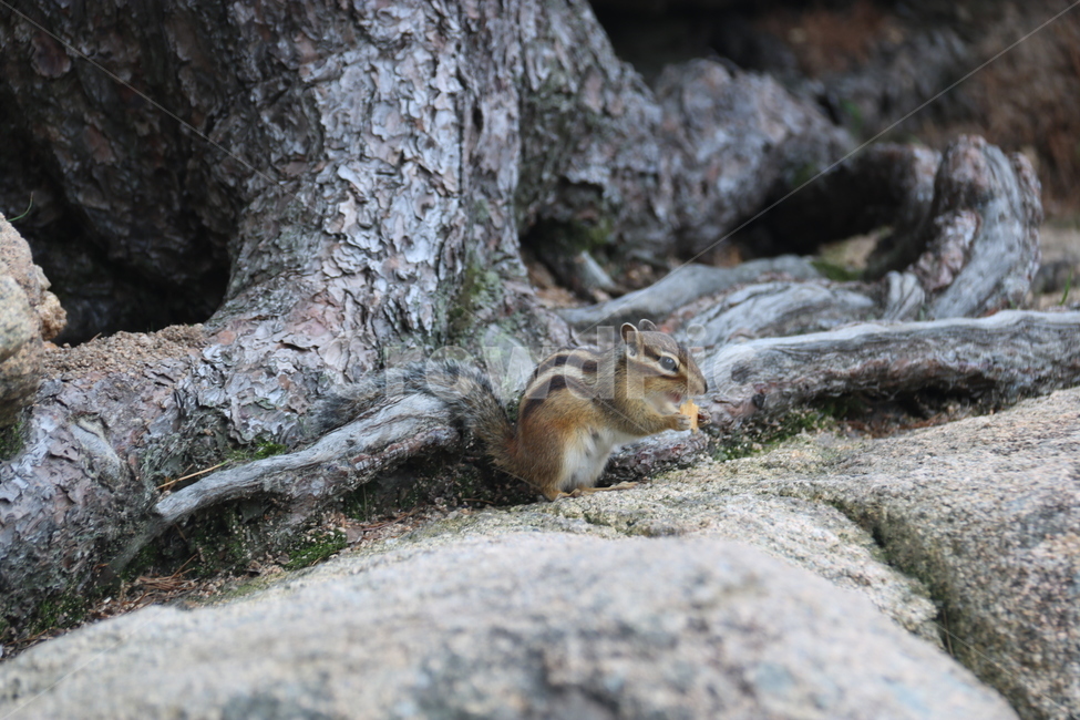 동물,squirrel,다람쥐,animal,식사중,cute,귀여운,동물,animal,포유류,mammal