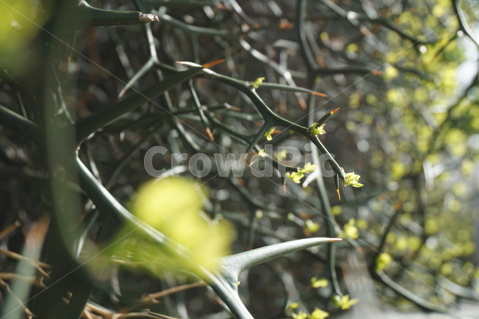 봄,4월,탱자나무,탱자나무가시,녹색,새순,연두색,봄,계절,spring,season,식물,자연,plants,nature,감성,sensible,feeling,휴식,힐링,rest,relaxation,healing
