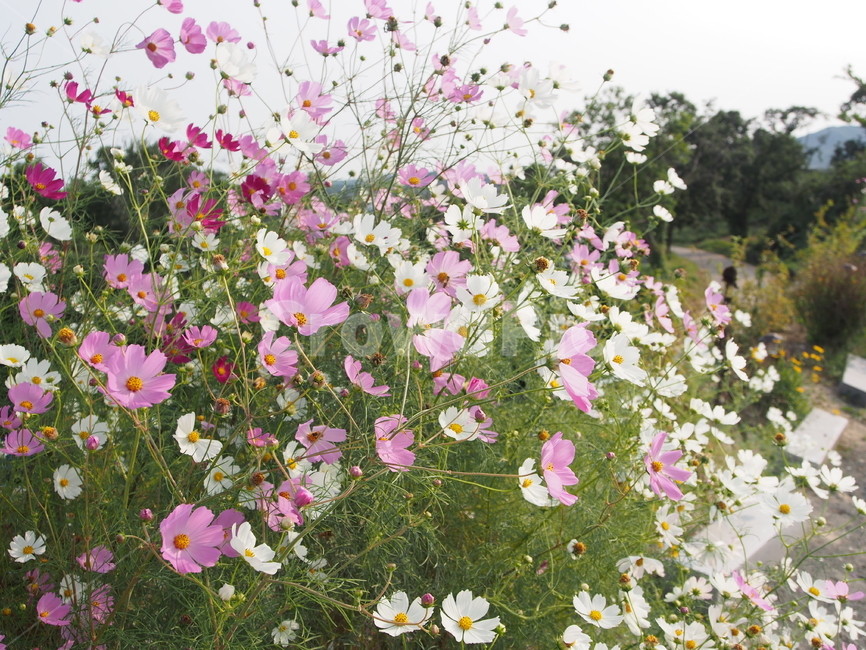 코스모스,꽃,가을,공원,flower,자연,꽃놀이,가을꽃,봄,blossom,식물,plant,식물,자연,plants,nature,꽃,flower