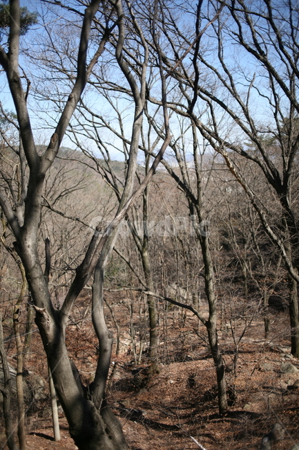 나무,낙엽,풍경,숲,산,북한산,mountain,tree,forest