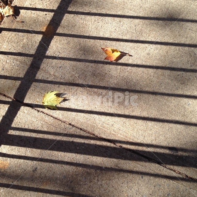 아스팔트,난간,leaf,shadow,contast