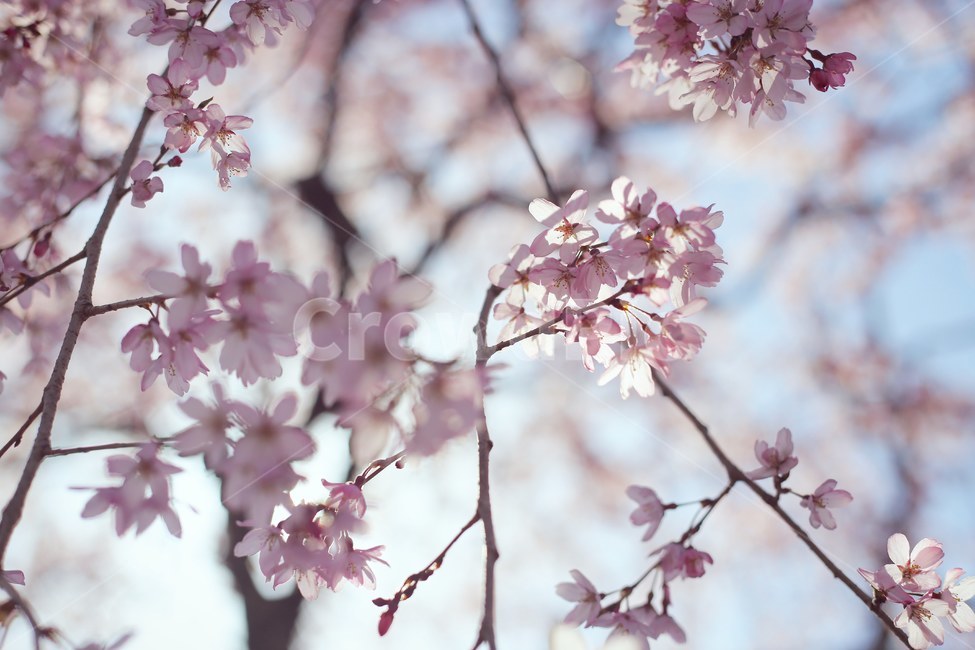 봄,벚꽃,꽃,분홍,spring,sakura,pink,cherryblossom,flower,봄,계절,spring,season,식물,자연,plants,nature,꽃,flower,감성,sensible,feeling,plant,blossom,cherry blossom