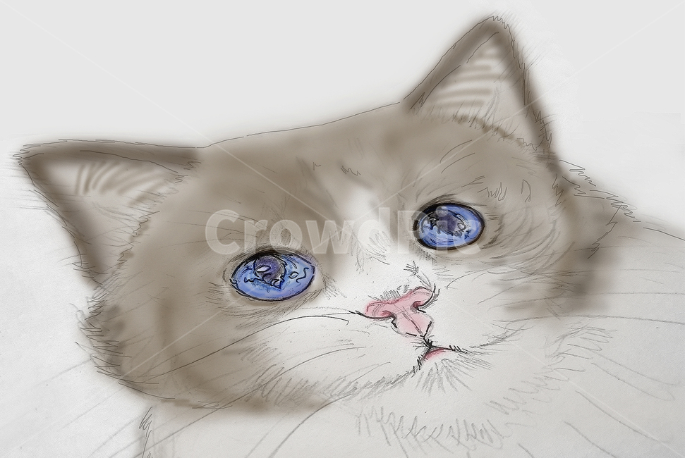 랙돌고양이그림,고양이그림,랙돌일러스트,고양이일러스트,랙돌그림