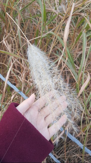 한강,손,갈대,reed,가을,fall,가을,계절,fall,autumn,season