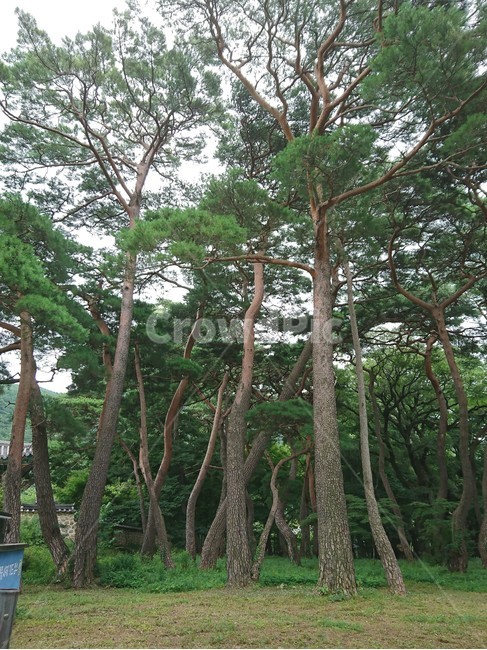 나무,tree,나무줄기,풍경,treetrunk