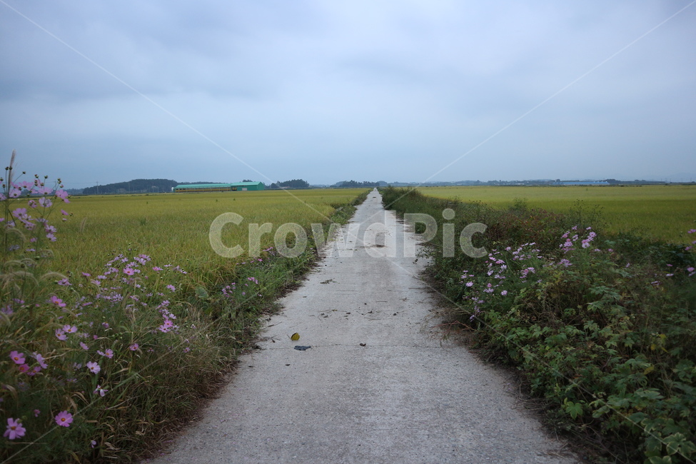 atmosphere,country,cloud,view,road,lonely,sky,flowers,lonesome,lonely scenery,promenade,field,background,secluded road,country road,secluded,countryroad,ricefield,clouds,dreamy,scenery,twilight,fall,gloom,grass,quiet street,nature,countryside,rice field,c