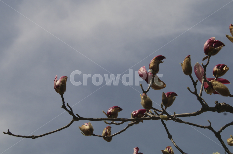 magnolia,bud,목련,자목련,꽃봉오리,꽃,flower,blossom,하늘,sky,나뭇가지,봄,봄꽃,spring