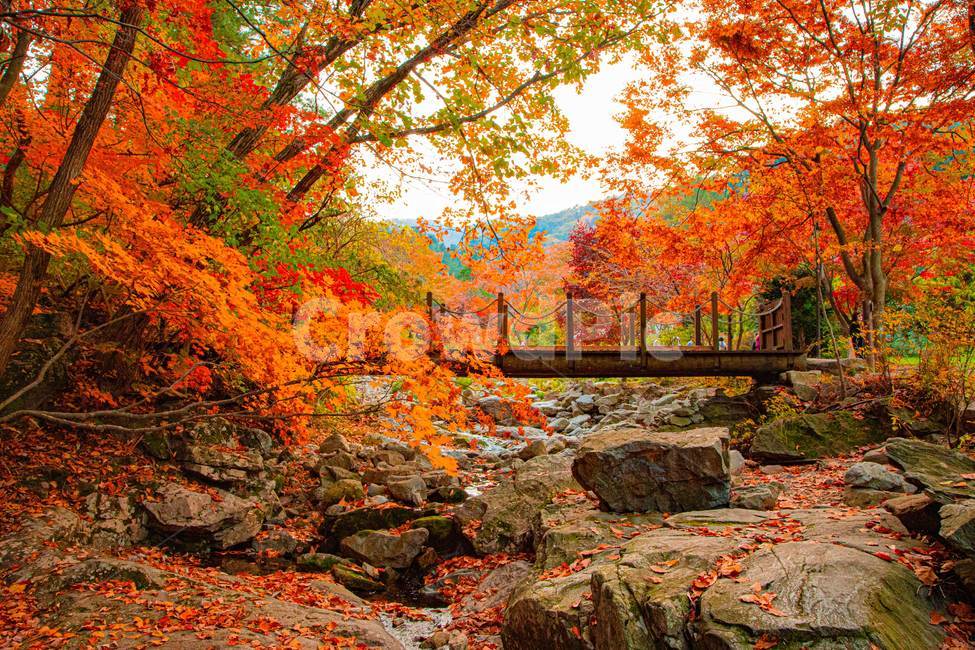 leaf,잎,plant,식물,tree,나무,단풍,maple,다리,가을,풍경,낙엽,감성,가을,계절,fall,autumn,season,자연,풍경,nature,landscape