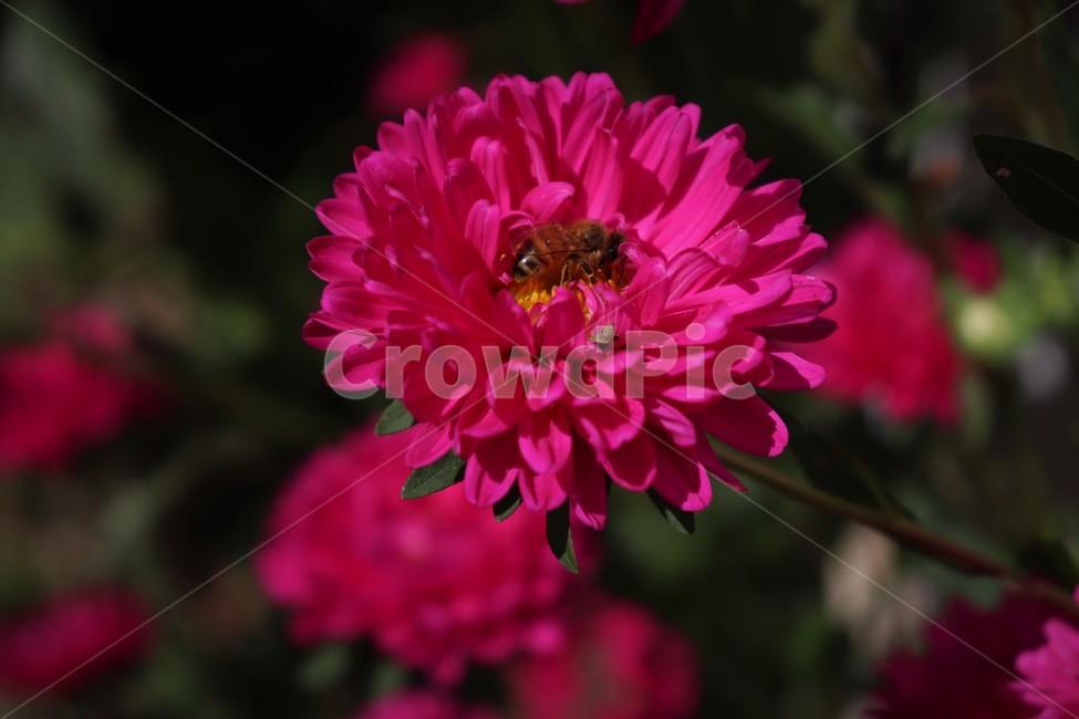 벌,꽃,plant,식물,animal,동물,bee,insect,곤충,honeybee,꿀벌,invertebrate,무척추동물,dahlia,달리아,flower,blossom,핑크,아름다움