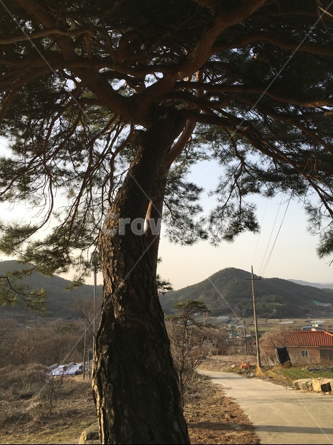 tree,나무,plant,식물,outdoors,옥외,treetrunk,나무줄기,nature,자연,식물,자연,plants,nature,나무,trees,wood