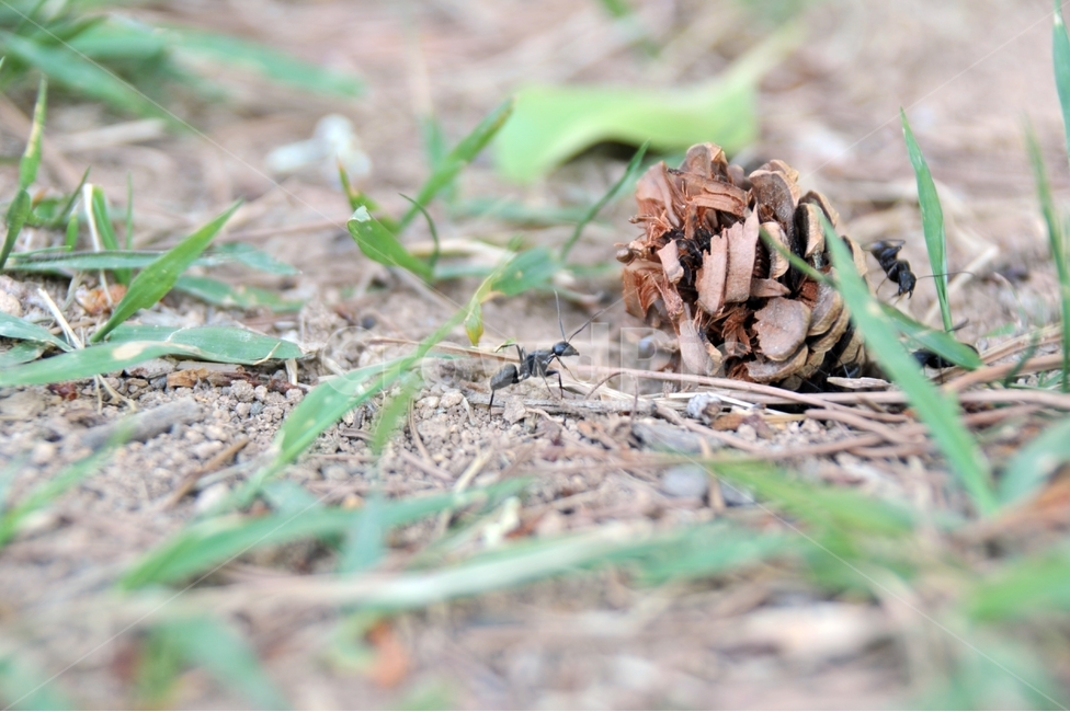 개미,절지동물,곤충,땅개미,수개미,일개미,솔방울,동물,animal,곤충,벌레,insect,bug