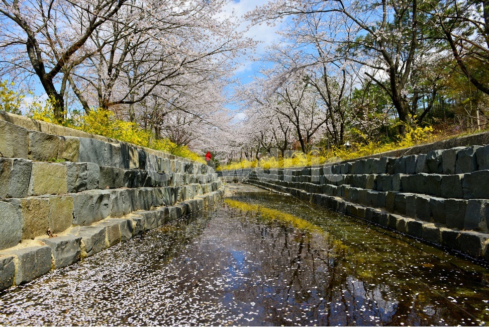 영암,왕인박사유적지,유적지,개나리,반영,봄,계절,벚꽃,꽃,구름,하늘,nature,자연,outdoors,옥외,plant,식물,water,물,ditch,도랑,자연,풍경,nature,landscape