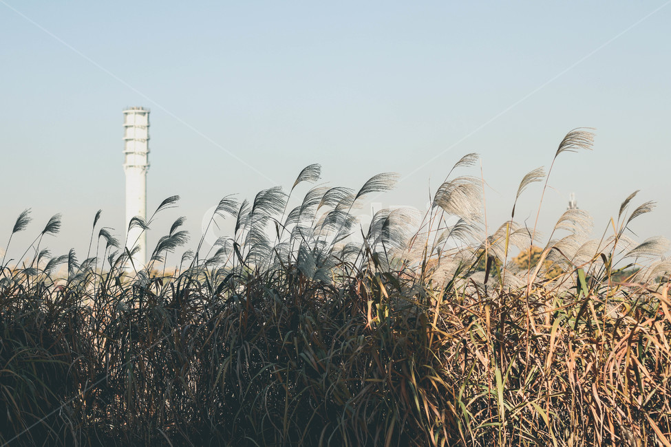 가을,가을이미지,가을색,상암동,하늘공원,억새축제,억새,계절,autumn,season,자연,풍경,식물,plant,필름느낌,가을,계절,fall,autumn,season,grass,잔디,lawn,reed,갈대
