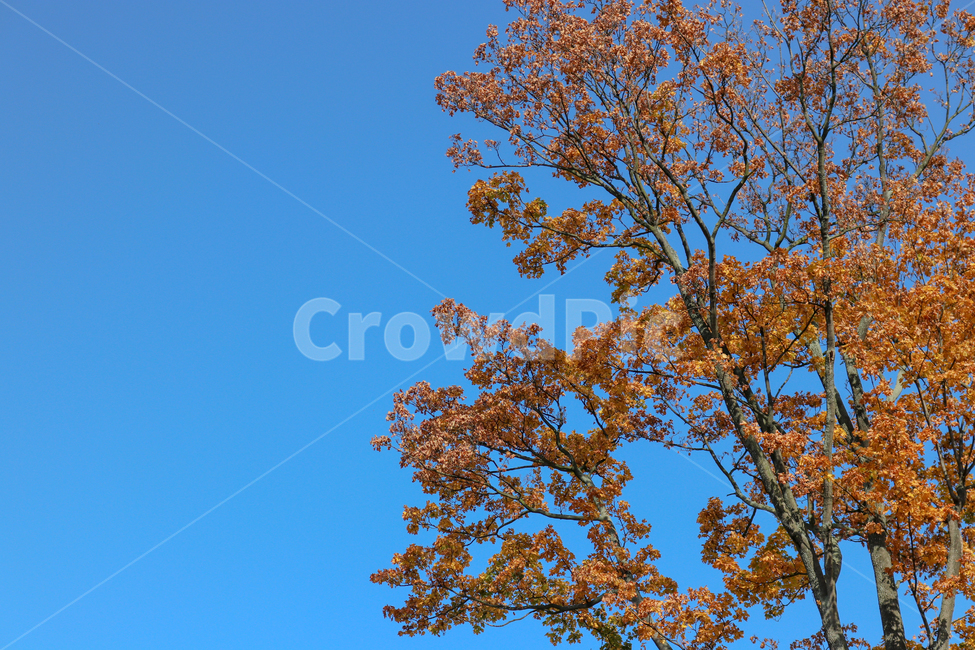 나무,하늘,가을하늘,푸른하늘,가을,낙엽,가을나무,tree,sky,fall,autumn,leaves,lookup,high,가을,계절,fall,autumn,season,자연,풍경,nature,landscape,plant,식물,tree trunk,나무 줄기