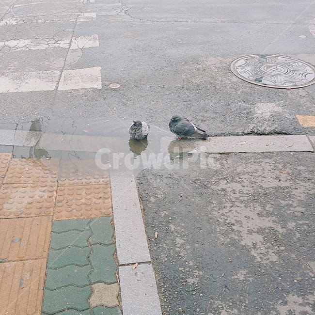 비둘기,인도,아스팔트,웅덩이,물웅덩이,동물,animal,조류,새,birds