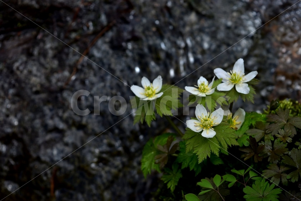 모데미풀,봄,야생화,꽃,청태산,강원도,봄꽃,고산야생화,감성,wildflower,산꽃,봄야생화,계곡,이끼,꽃말,슬픈추억,아쉬움,MegaleranthissaniculifoliaOhwi,금매화아재비,운봉금매화,식물,자연,식생,생태,식물,자연,plants,nature,꽃,flower