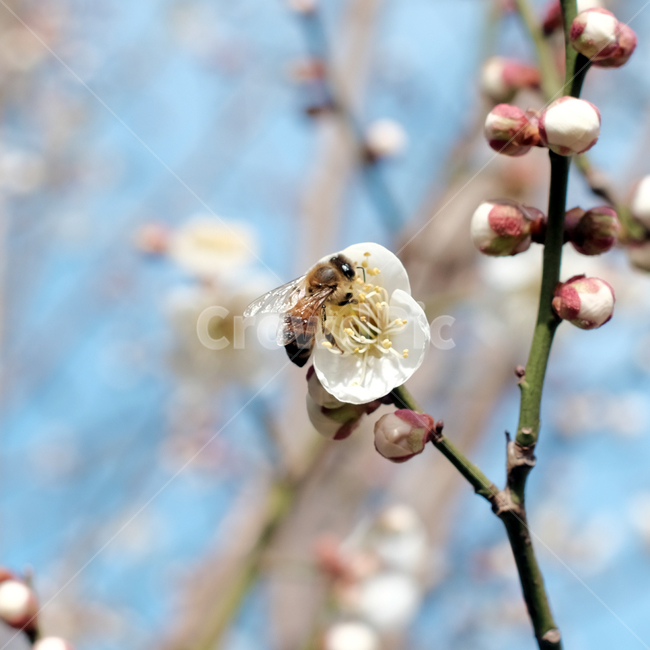 벌,꿀벌,봄철,봄,꿀,꽃,꽃잎,달콤함,봄,계절,spring,season,식물,자연,plants,nature,꽃,flower,동물,animal,곤충,벌레,insect,bug,honey bee,bee,invertebrate,무척추 동물