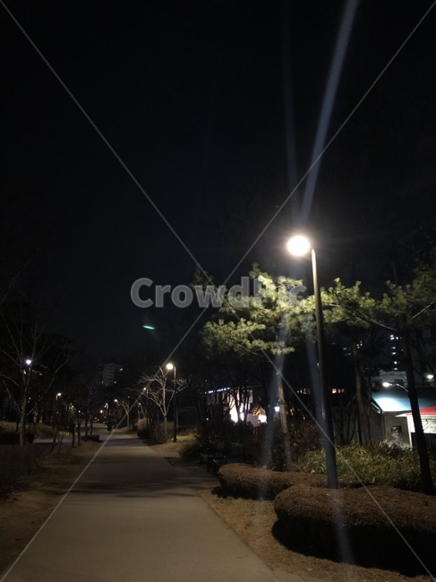숲길,밤길,감성적,가로등,나무,길
