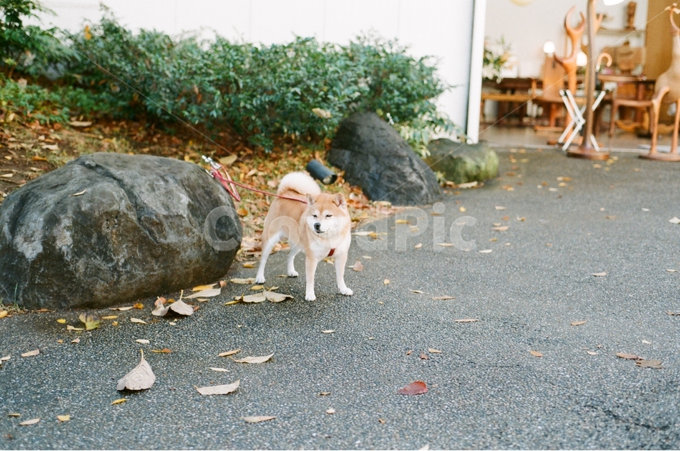 시바견,강아지,개,동물,귀여움,동물,animal,포유류,mammal,개,강아지,dog,doggy