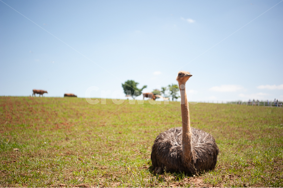 타조,새,조류,동물,동물농장,큰새,농장,자연,동물원,동물,animal,조류,새,birds
