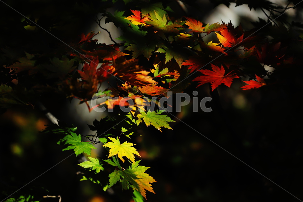 가을,붉은색,단풍,나무,낙옆,산,가을,계절,fall,autumn,season,plant,식물,leaf,잎,tree,maple