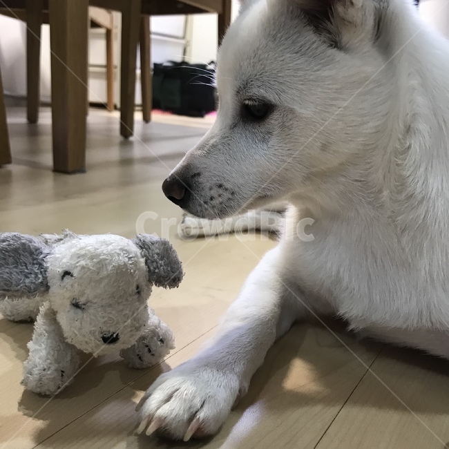 강아지,아기강아지,댕댕이,흰둥이,흰강아지,귀여움,강아지인형,개,dog,puppy,cute,whitedog,doll,puppydoll