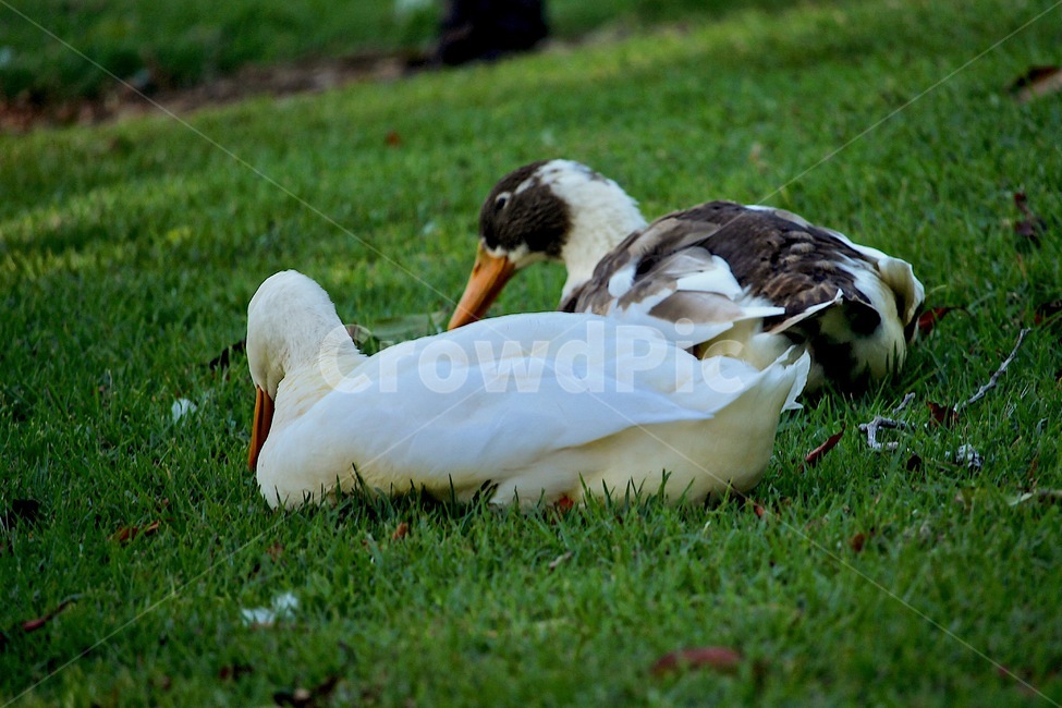 오리,흰색오리,자연,동물,동물피사체,물속에오리,duck,whiteduck,nature,animal,동물,animal,조류,새,birds