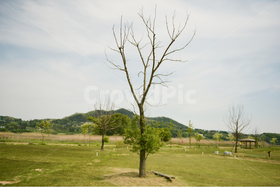 꽃,자연,접사,힐링,신선함,season,plants,nature,flower,sensible,feeling,색깔,색상,색채,색감,colorsense,colorsensitivity,feelingofcolor,감성,평온함,느낌,휴식,녹색,하늘