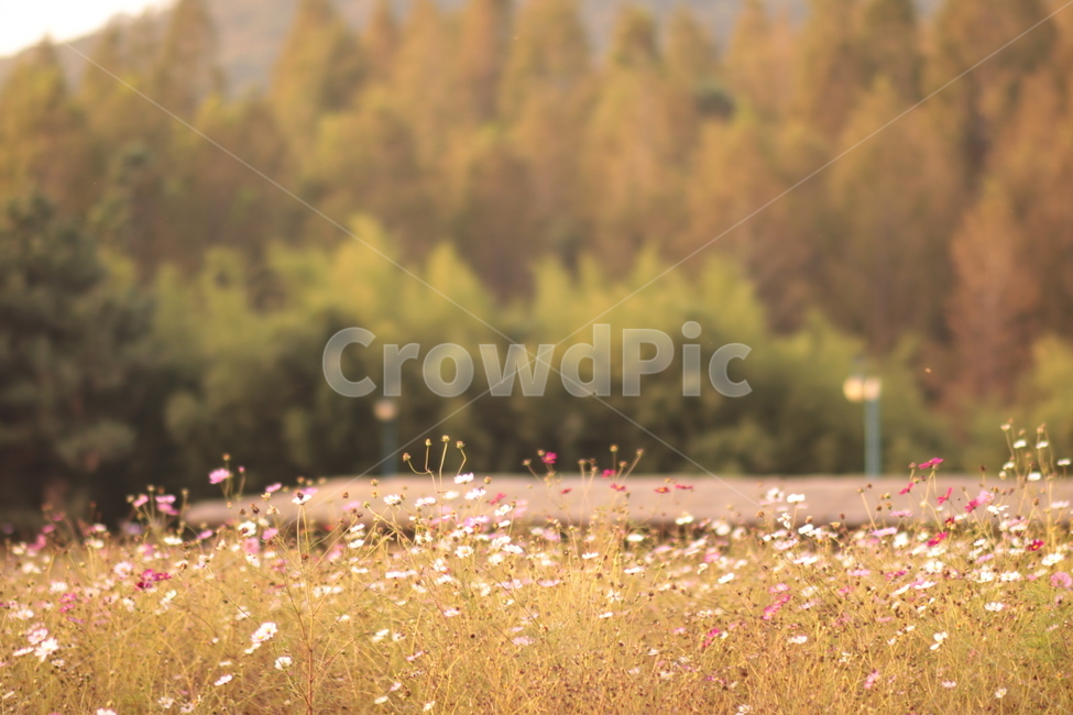 가을,어딘가,따뜻한,가을픙경,flowers,autumn,autumnscenery,fall,코스모스,가을꽃,가을,계절,fall,autumn,season,자연,풍경,nature,landscape