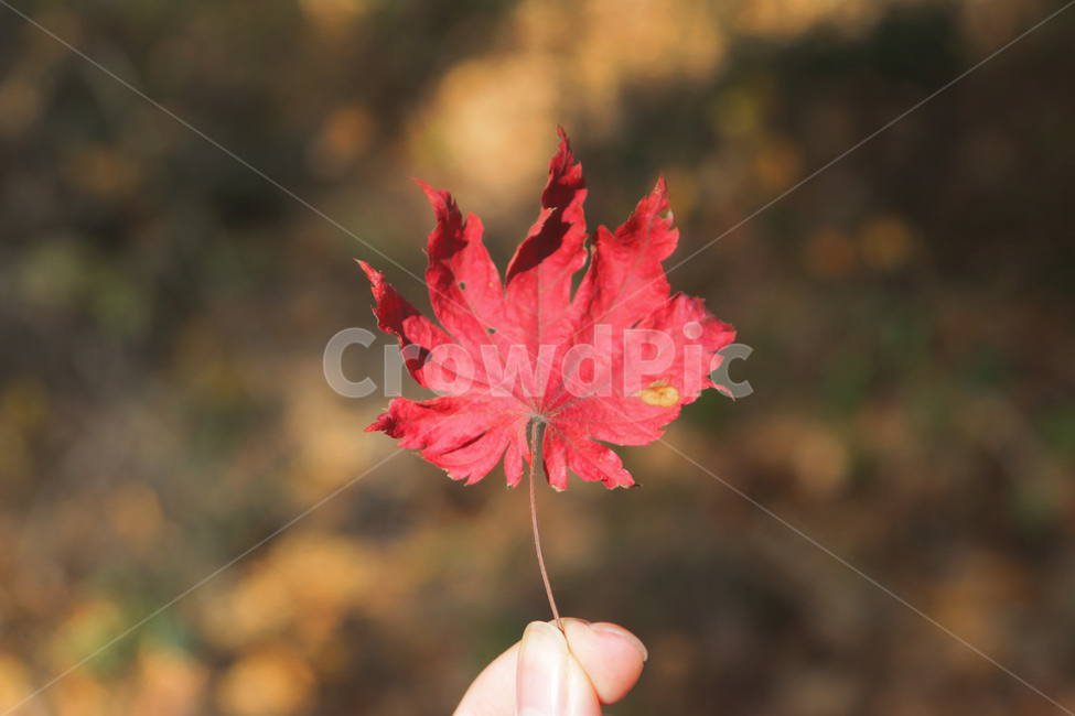 leaf,잎,plant,식물,tree,나무,단풍,메이플,maple,가을,산,가을,계절,fall,autumn,season