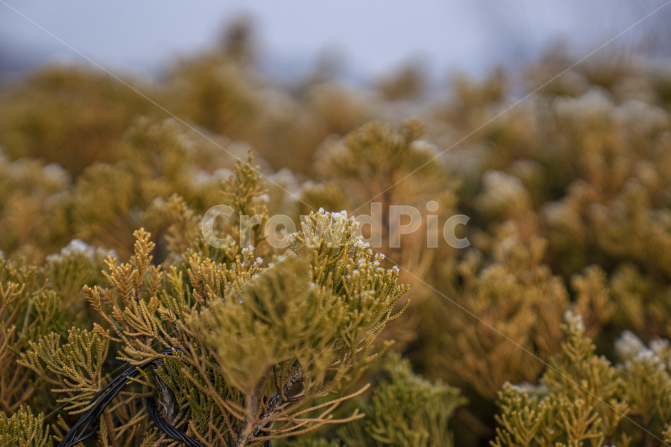 서리,snow,향나무,얼음,ice,겨울,겨울나무,나무,감성사진,tree,plant,구과식물,식물,겨울,계절,winter,season,식물,자연,plants,nature
